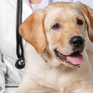 Medicina veterinaria
